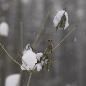 近寄雪中行